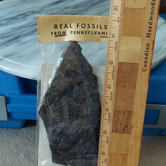 Fern Fossil 2 - Picture 7 of 9